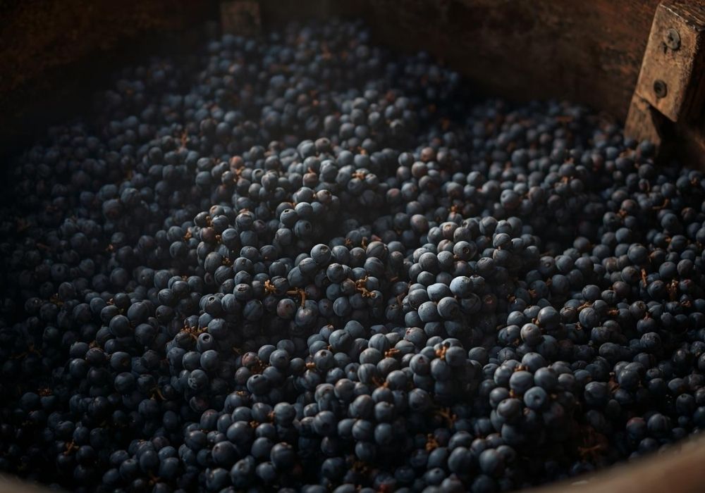 Trauben in Fass vor Mazeration